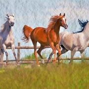 Horses 1 - Illustrations by Umit Demir - Watercolor